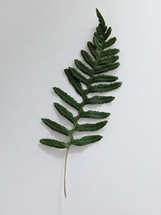 Polypodium calirhiza