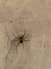 Loxosceles reclusa