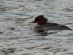 Mergus merganser