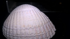 Cerastoderma edule