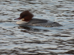 Mergus merganser