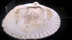 Cerastoderma edule