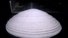 Cerastoderma edule