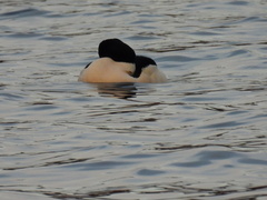 Mergus merganser