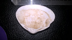 Cerastoderma edule