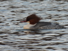 Mergus merganser