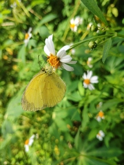Eurema blanda