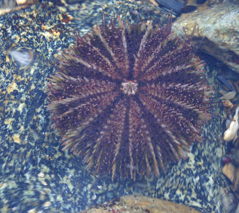 Strongylocentrotus intermedius