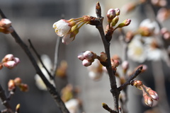 Prunus pseudocerasus