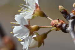 Prunus pseudocerasus