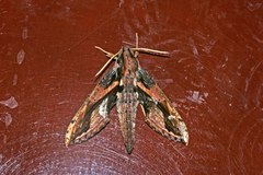Xylophanes ceratomioides