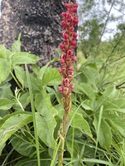 Satyrium coriophoroides image