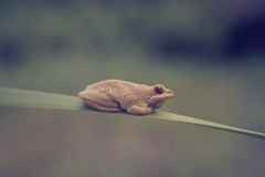 Hyperolius marmoratus marmoratus