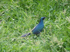 Lamprotornis australis