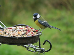 Parus major