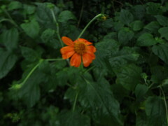 Tithonia rotundifolia
