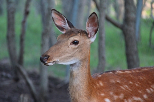 Sika Deer