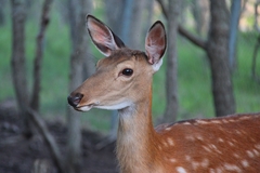Sika Deer photo 2