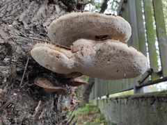 Cerioporus squamosus