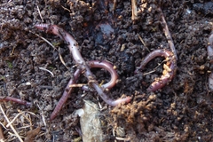 Lumbricus