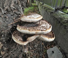 Cerioporus squamosus