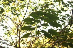 Broussonetia papyrifera