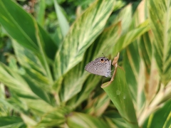 Luthrodes pandava