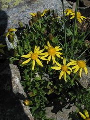 Senecio fremontii