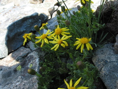 Senecio fremontii