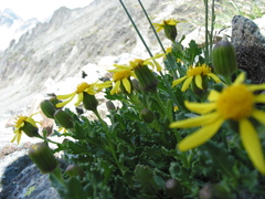 Senecio fremontii