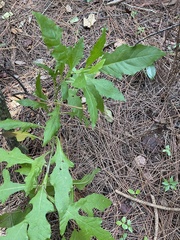 Verbesina virginica