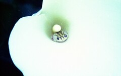 Hyperolius marmoratus marmoratus