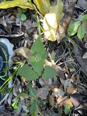 Mikania cordifolia