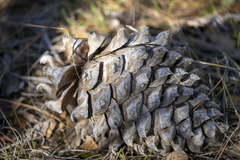 Pinus sabiniana