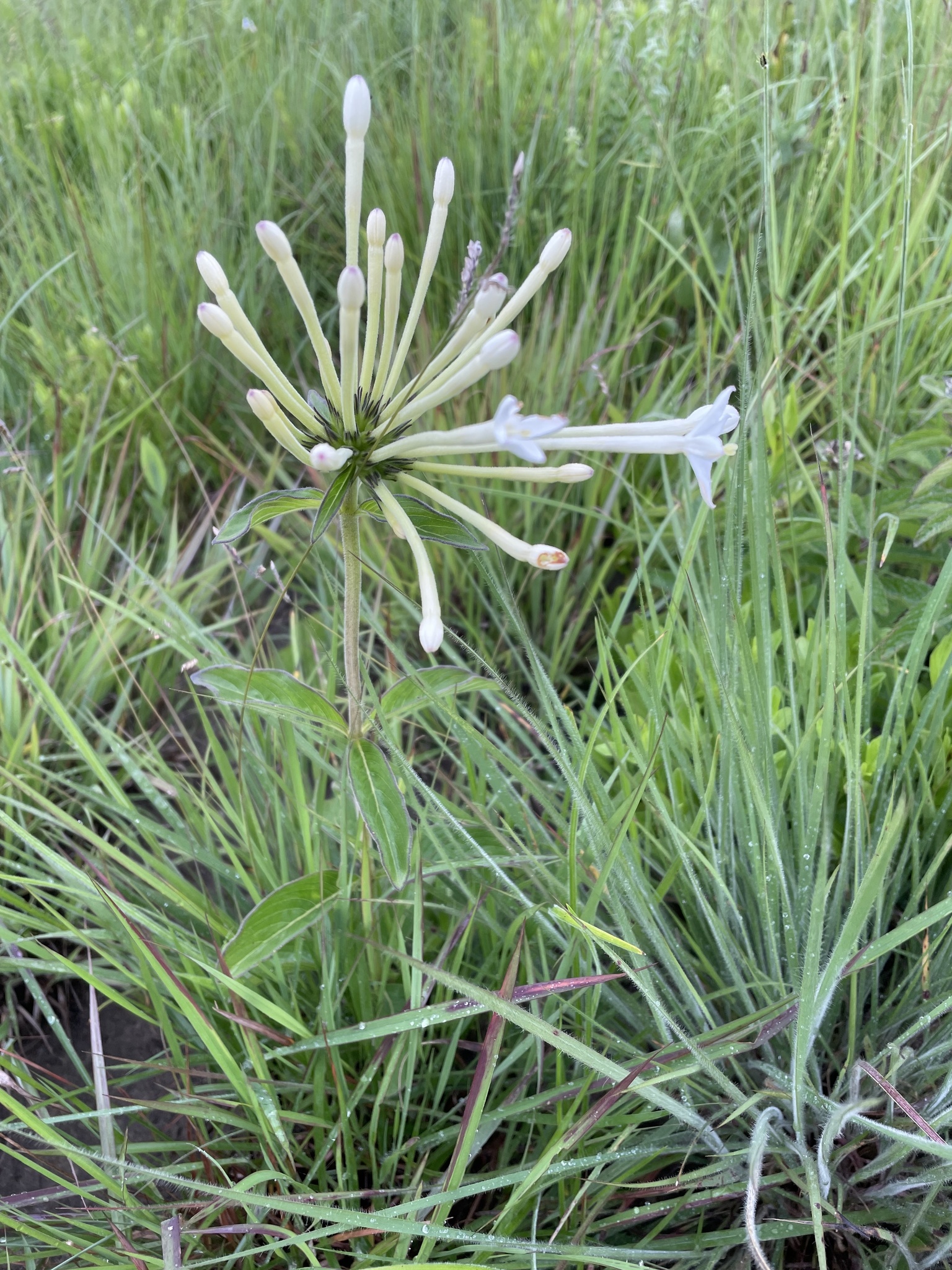 Dolichopentas