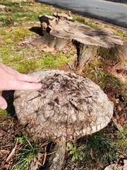 Pseudoinonotus