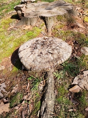 Pseudoinonotus