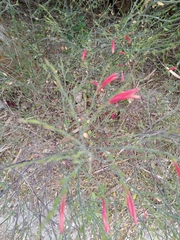 Dicliptera sexangularis