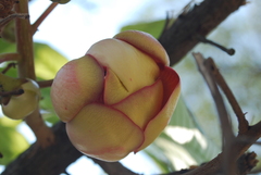 Couroupita guianensis