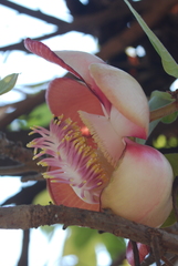 Couroupita guianensis