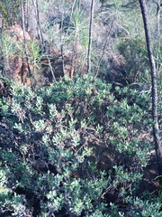 Macledium spinosum