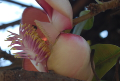 Couroupita guianensis