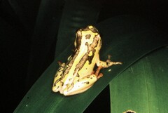 Hyperolius marmoratus marmoratus