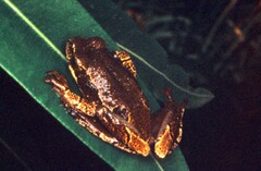 Hyperolius marmoratus marmoratus