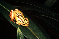 Hyperolius marmoratus marmoratus