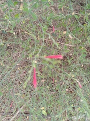 Dicliptera sexangularis