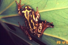 Hyperolius marmoratus marmoratus