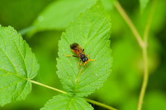 Tenthredo campestris
