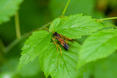 Tenthredo campestris