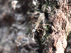 Hypoponera